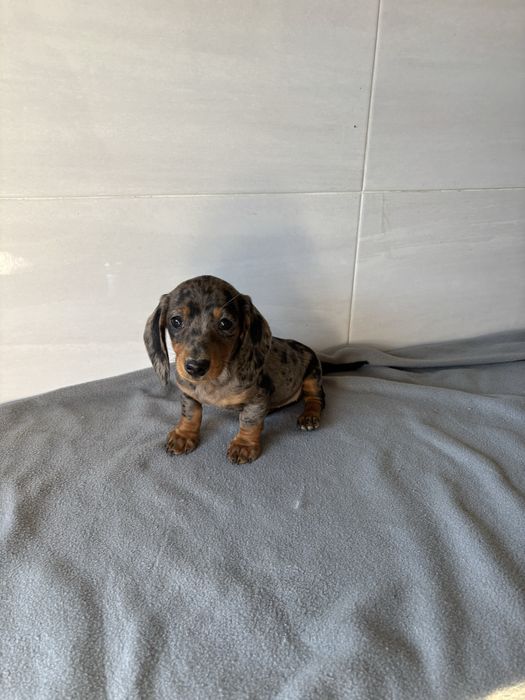 Teckel femea miniatura de pelo curto