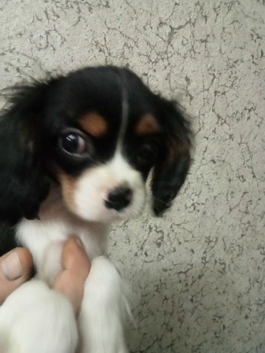 Dla Ciebie wszystko Częstochowa w kategorii Cavalier king - Main Image