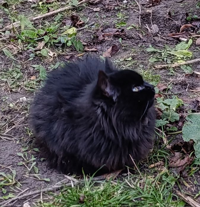 Кошеня, котик, котеня