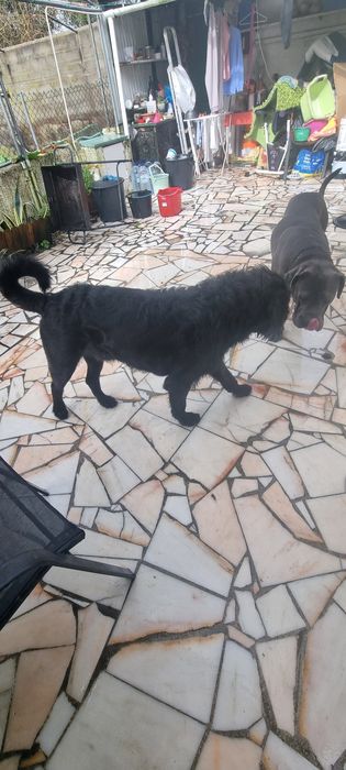 Cão  para adopção.