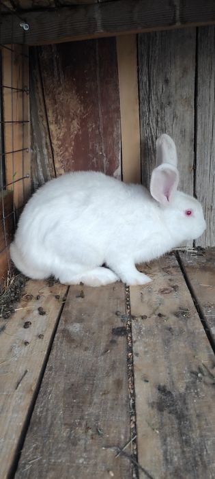 Продам  кролів .