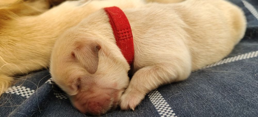 Golden  Retriever ZKwP
