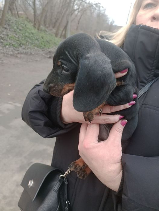 Щенки мини таксы мальчик и девочка