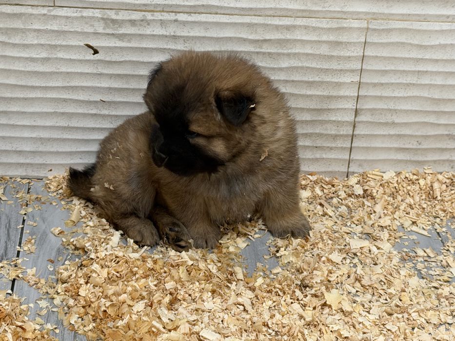 Chow chow Puro Macho