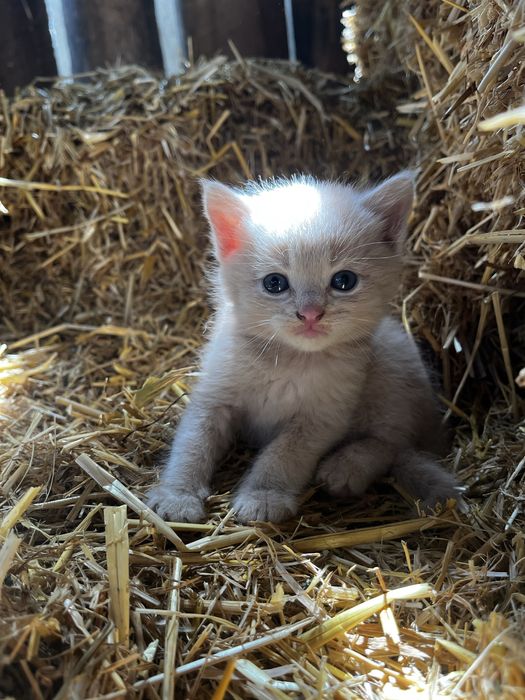Кошенятка шукають родину