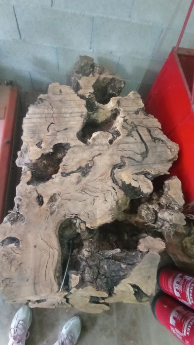 Tronco de madeira de oliveira velha