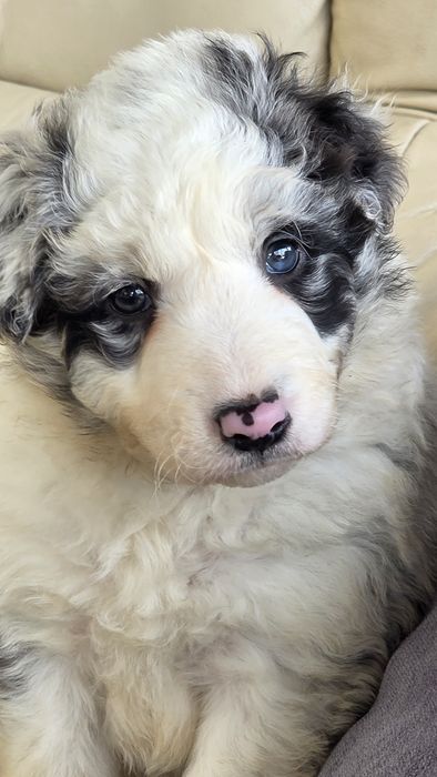 Border Collie Blue Merle Macho (olho azul/olho verde)