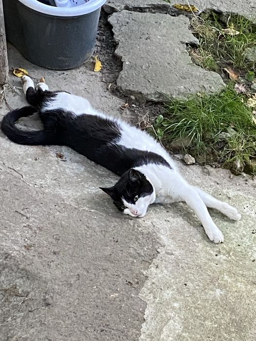 Віддамо стерилізовану кішечку в дбайливі руки