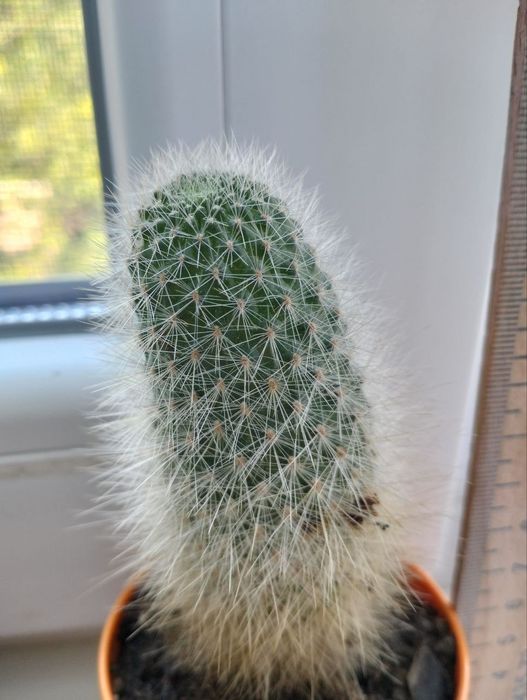 кактус большой пушистый