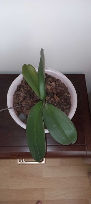 Орхидея лиловая маленькая