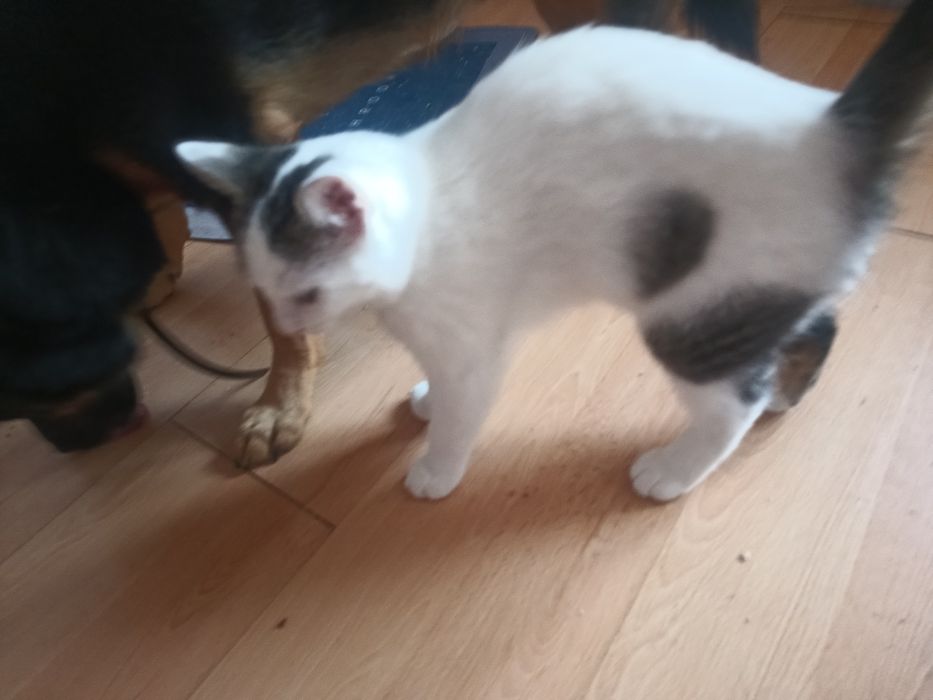 Kropek kocurek pięć miesięcy zdrowy
