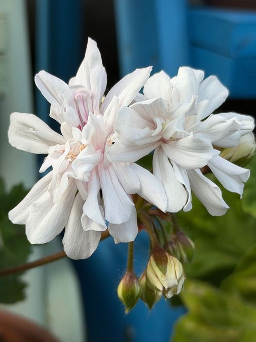 Pelargonia kolekcjonerska sadzonki