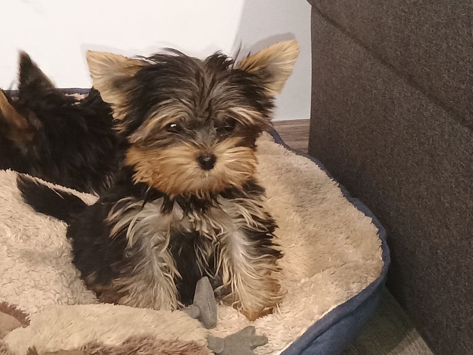 York     mini  piesek