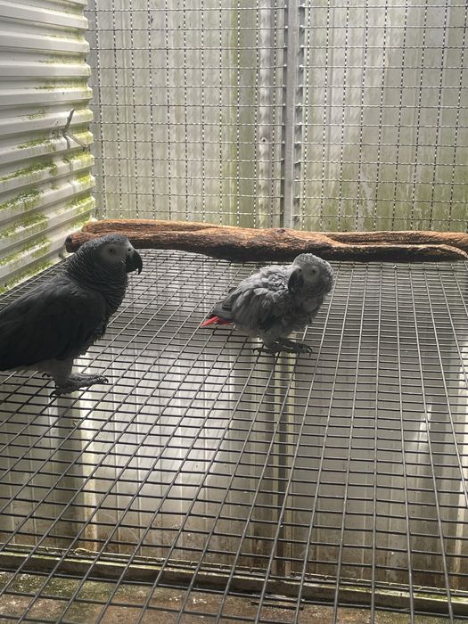 Casal Papagaios Cinzentos