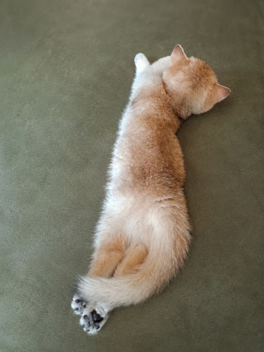 Кошеня шотландська золота шиншила