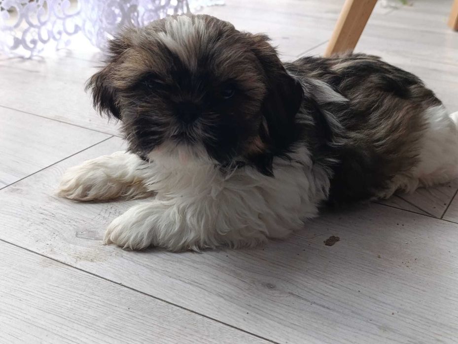 Shih-tzu z Rodowodem
