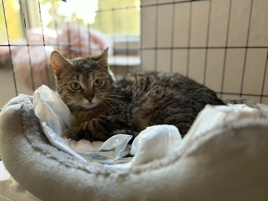 Kociczka Iskierka szuka domu