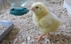 Бройлери, інші курчата,качки,індики,гуси,кури