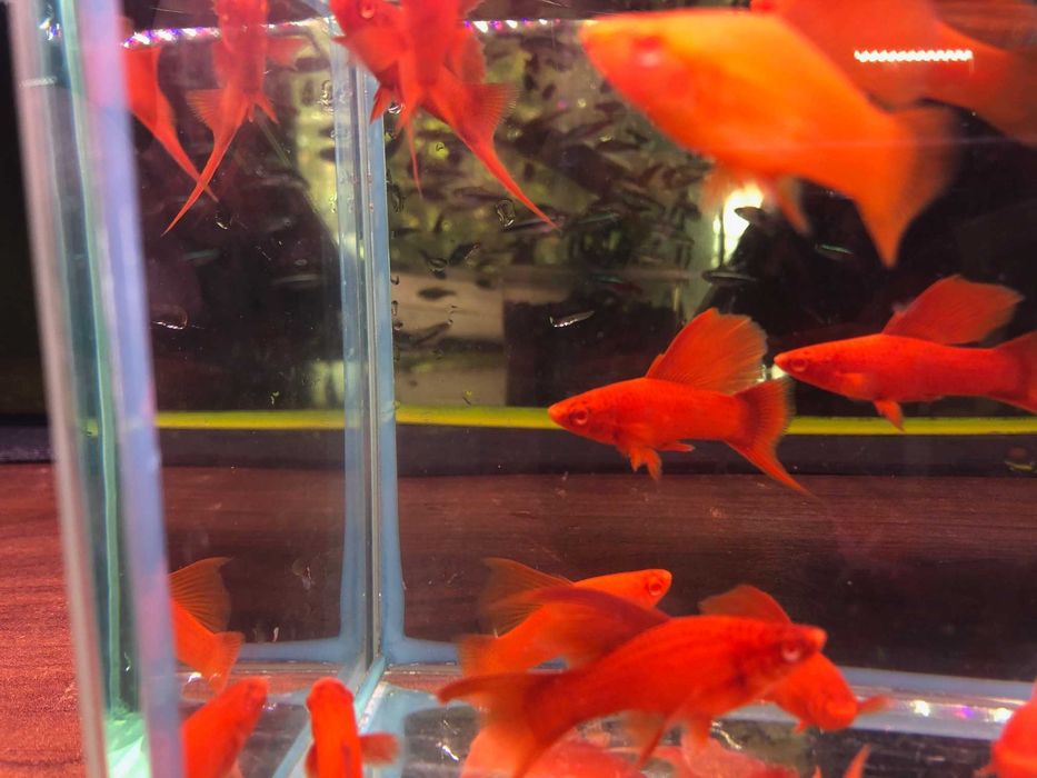 Wiedeński Delta mieczyk Red Albino