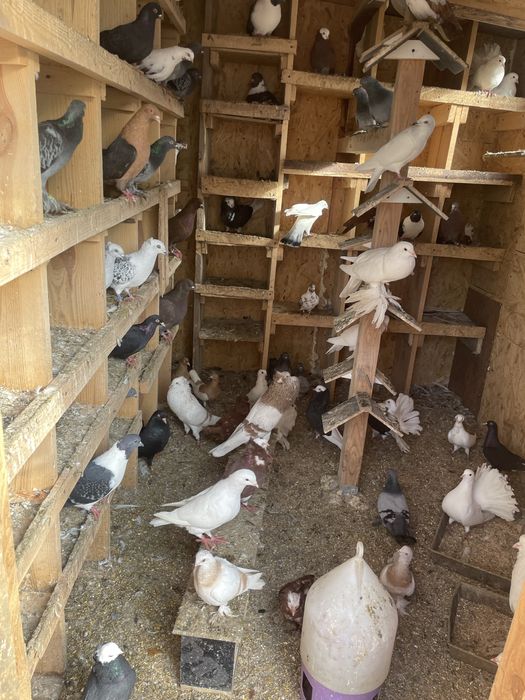 Likwidacja gołebnika