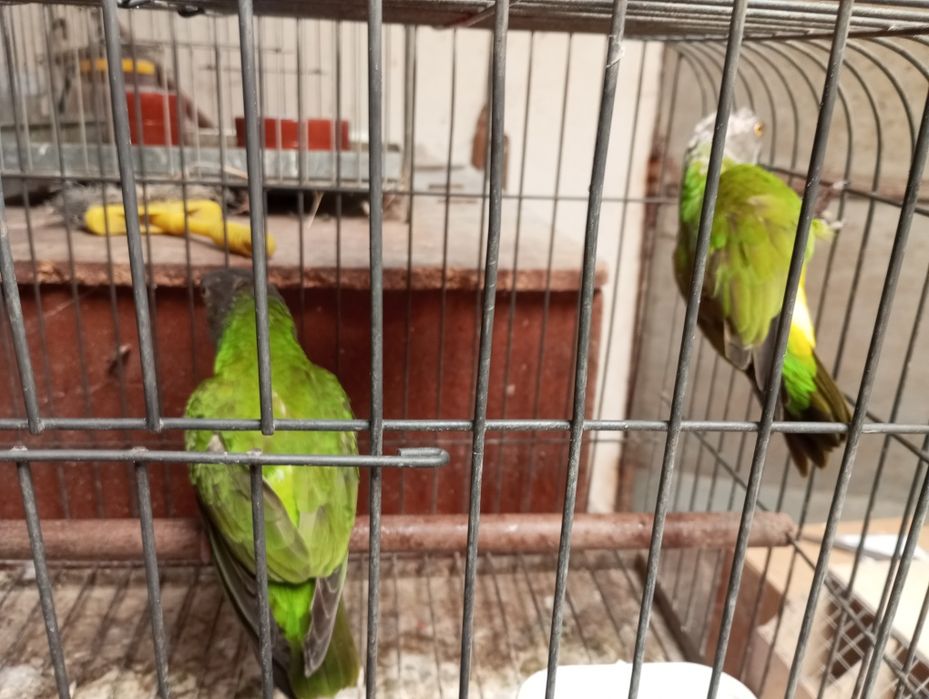 Casal papagaios do Senegal