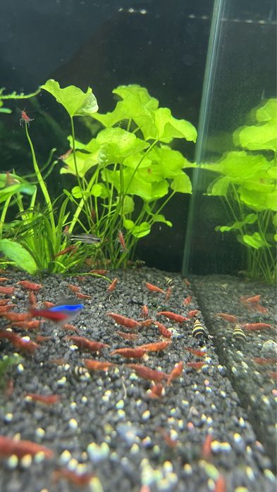 camarão Red cherry para aquario