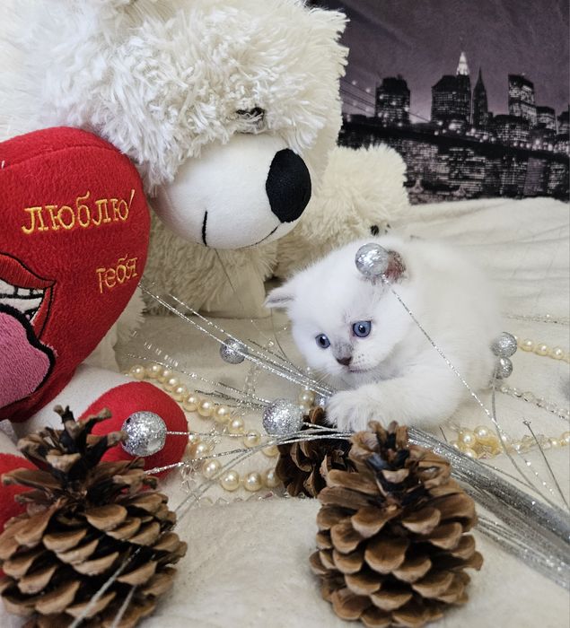 Шотландские котята (Хайленд страйт, Скоттиш страйт)