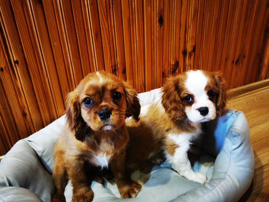 Cavalier King Charles Spaniel