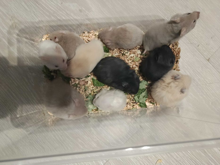 Хомяки  : пепельные, кремовые, черные . джунгарские