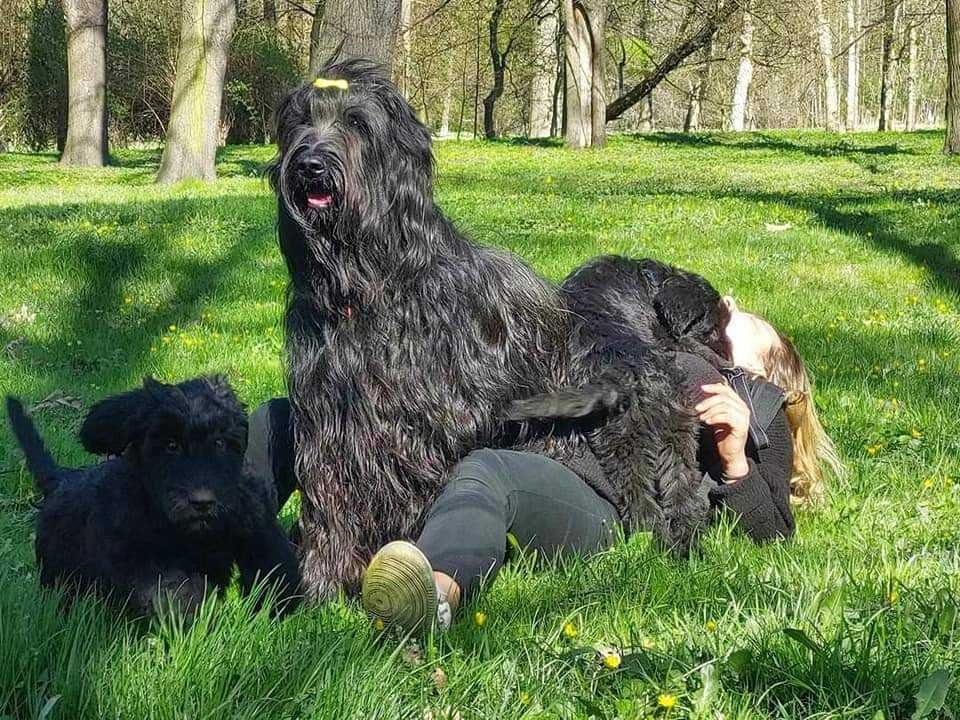 Briard Owczarek Francuski Szczeniak Wroc aw Fabryczna OLX.pl