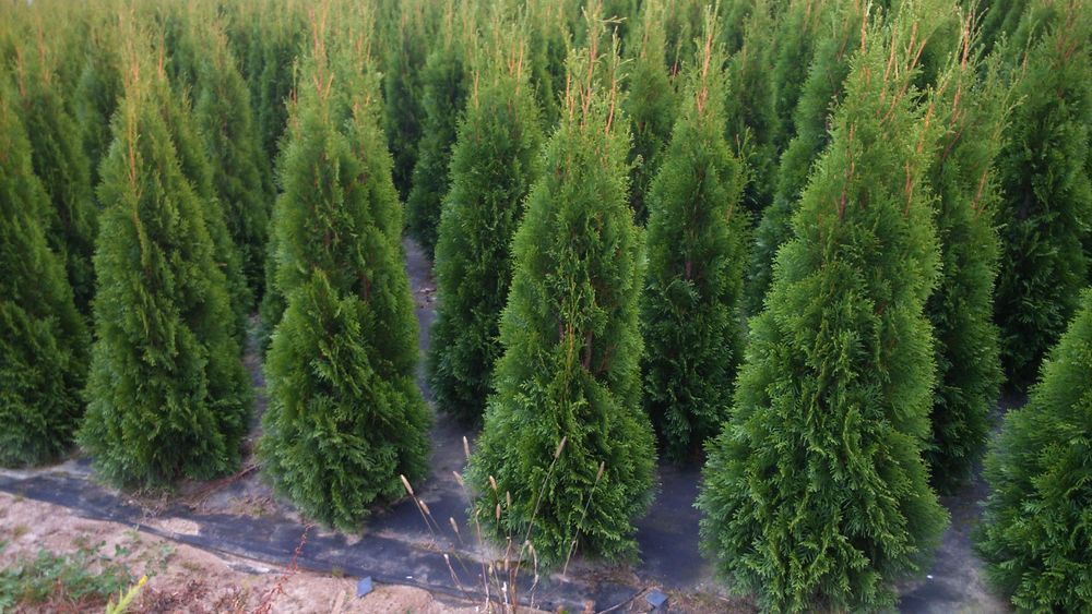 Tuja,thuja,tuje,thuje szmaragd 140-150cm-20szt