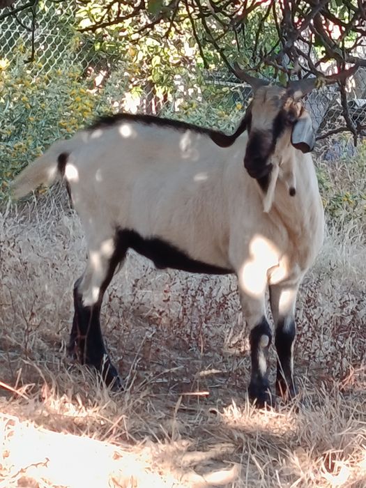 Cabrito macho serpentina