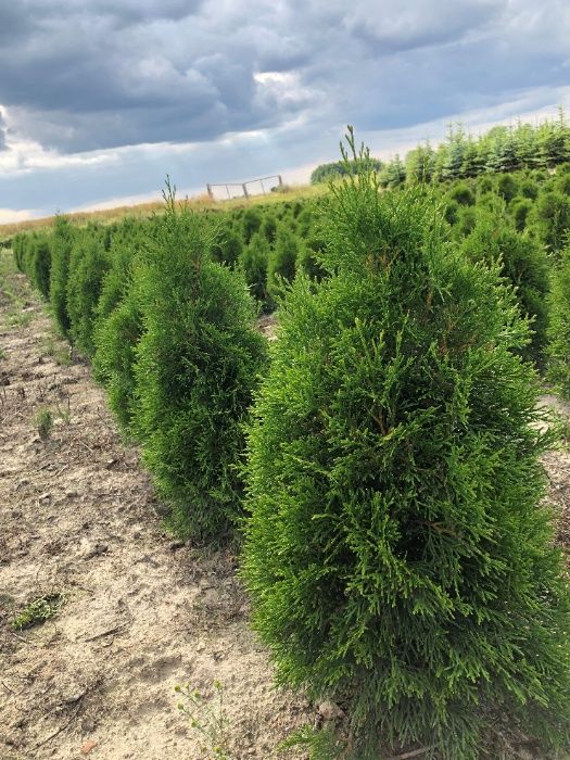 Choinka świąteczna