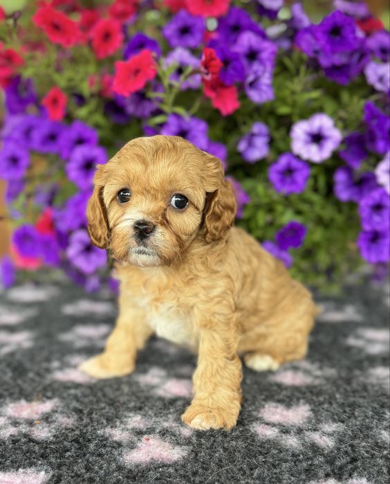Cavapoo - dziewczynka