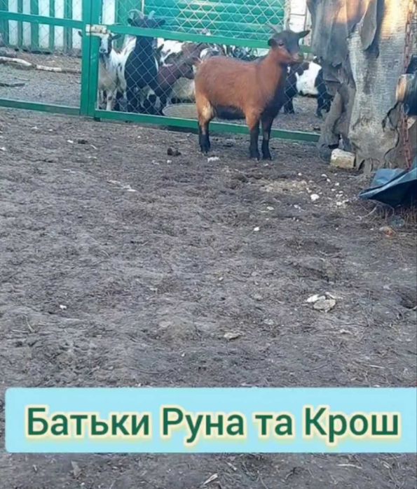Камерунська коза доросла