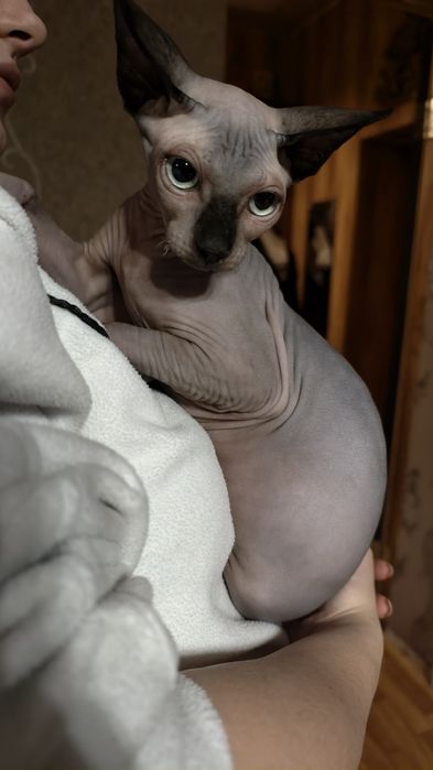 Котята Канадского Сфинкса