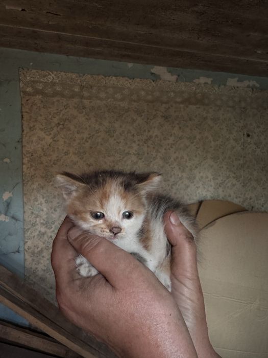 Маленькі кошенятя
