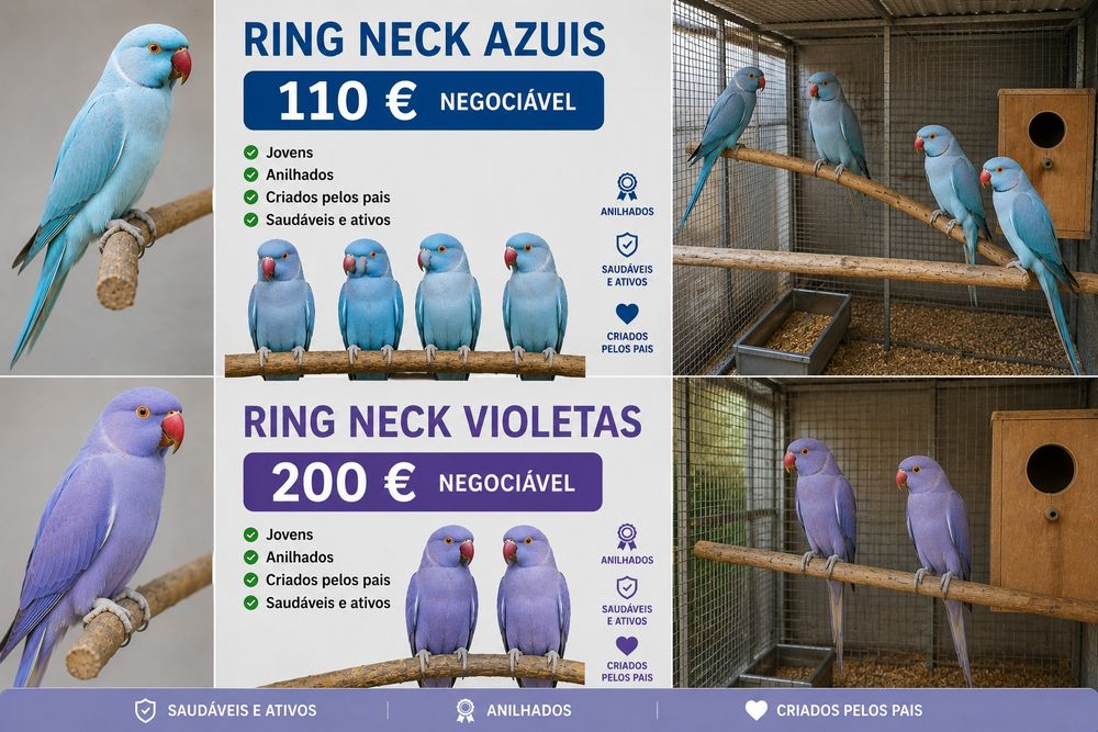 Ring neks azuis/violetas 2026