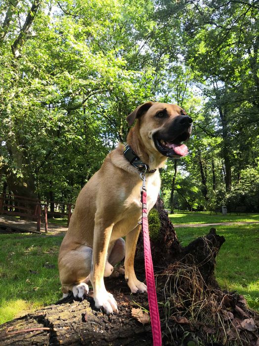 Bąbel szuka swojego człowieka