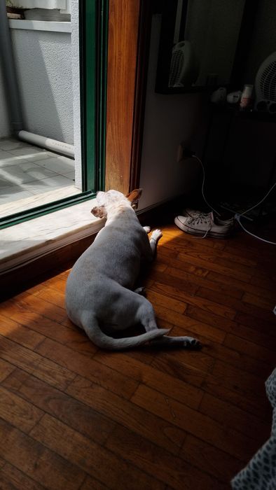 Cão macho para adoção!