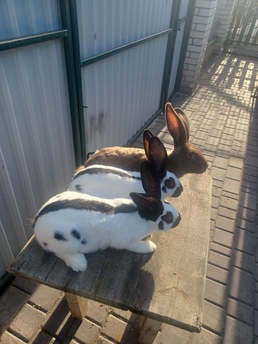 Нім.строкач самці і самки