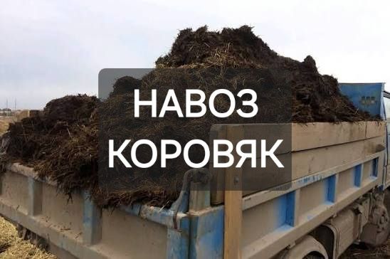 Навоз  гній перегній коров'як. Чорнозем луговий. Баришівка, район.