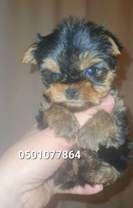 Мини щенки йоркширского терьера(йорк)