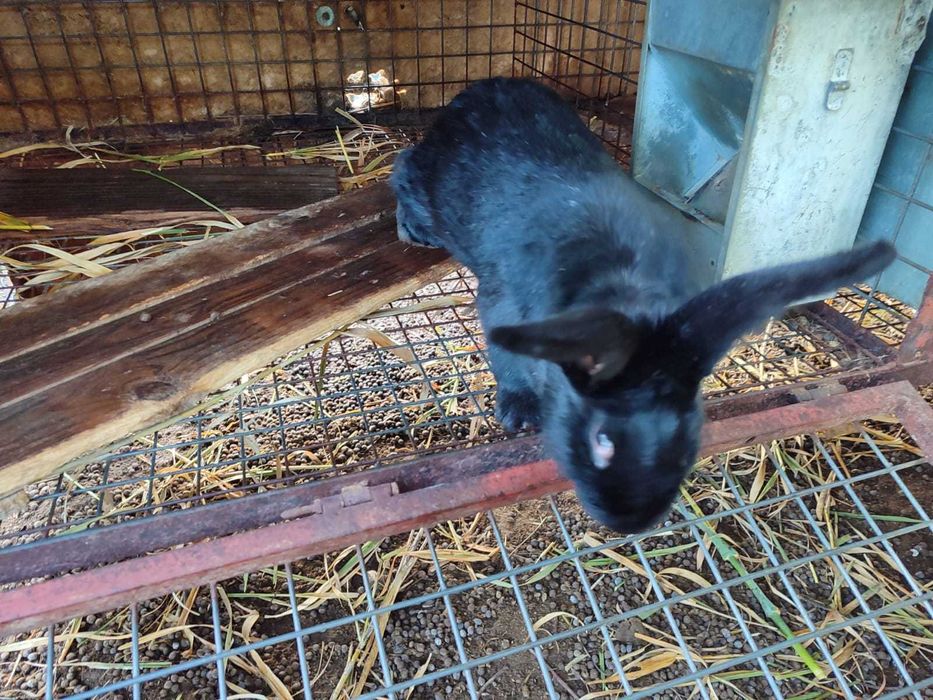 Coelhos raça Gigante de Flandres para reprodução