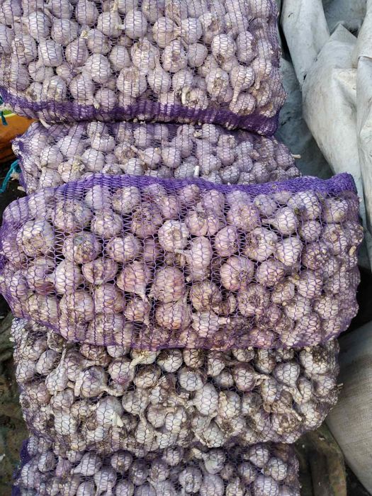 Продам часник, квасолю, картоплю (чеснок, фасоль, Картофель)