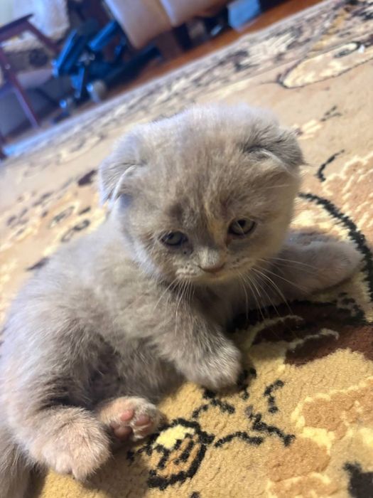 Кошенята шотландці