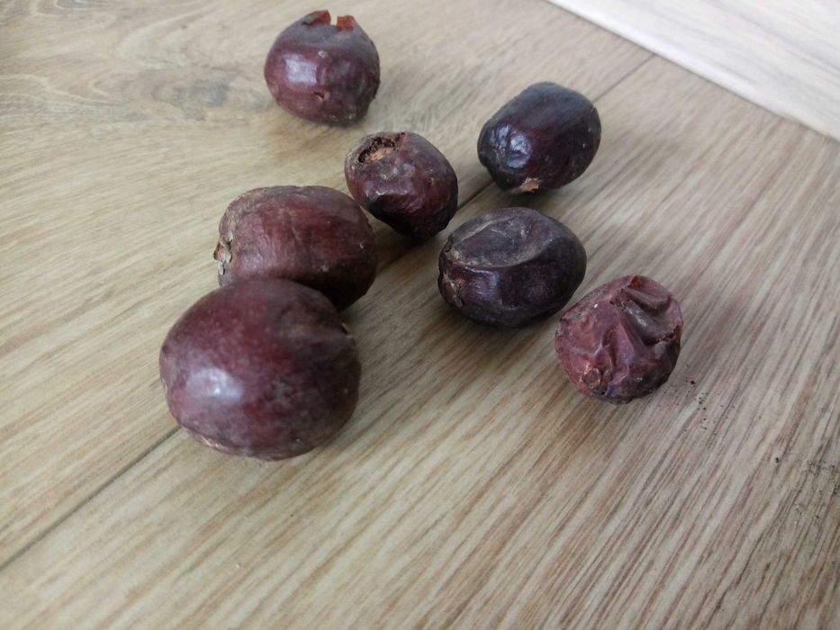 argania spinosa argania żelazna, argan, owoce siewne, świeże z Maroko