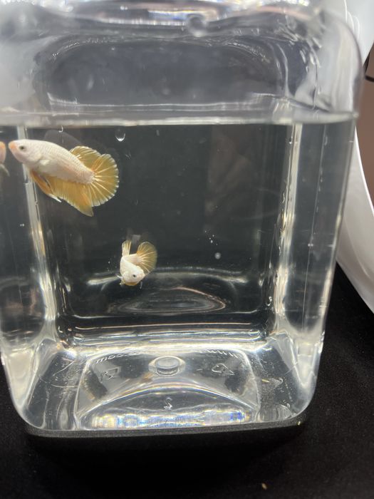 Machos betta splendens