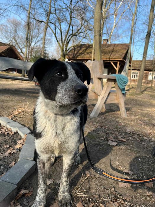 kundelek Dżemik, ale o urodzie Border Collie i Dalmatyńczyka szuka swojego domu
