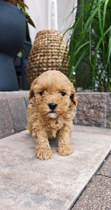 **Cavapoo** cudowna suczka!